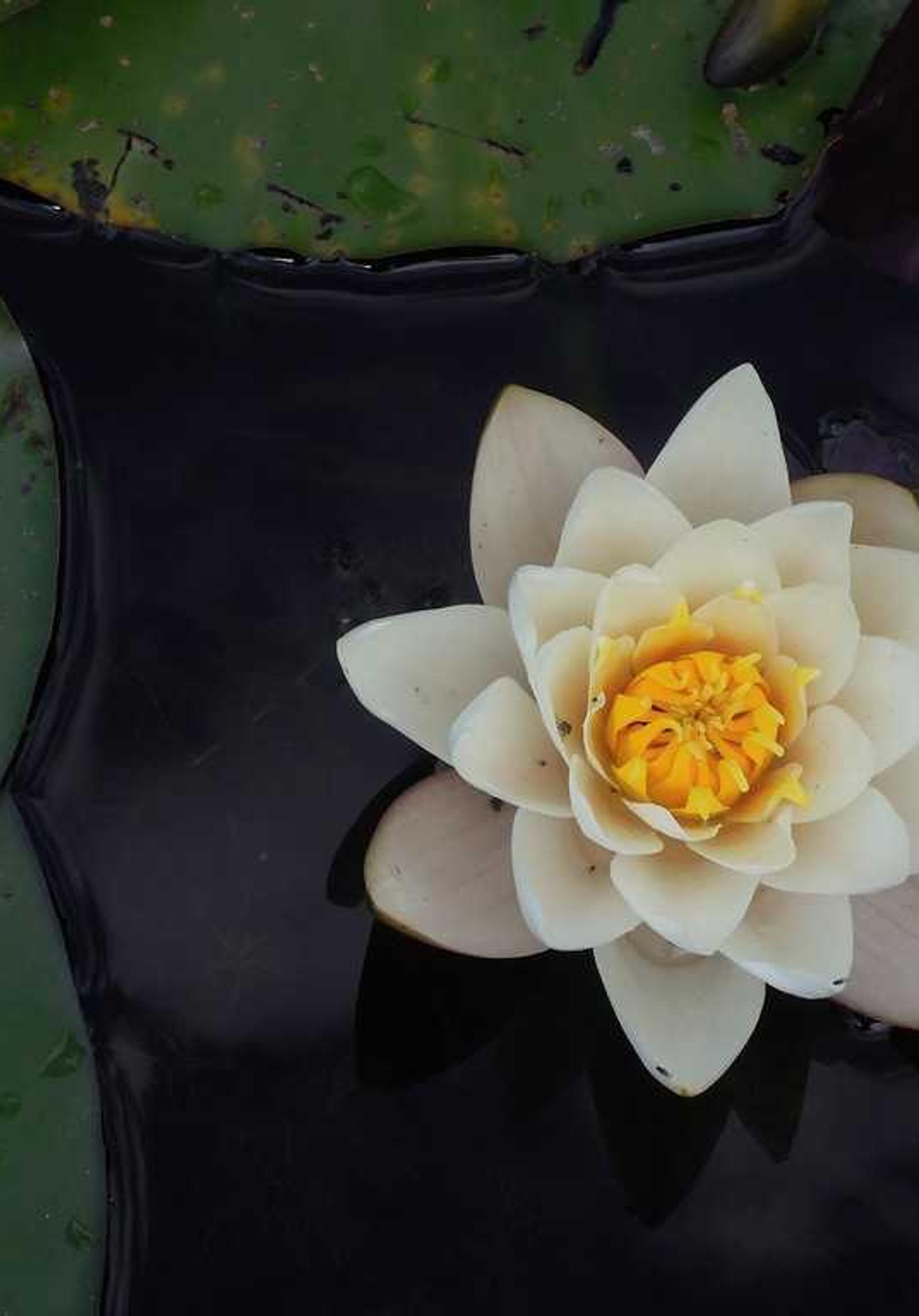 Liverpool Premier League 2027