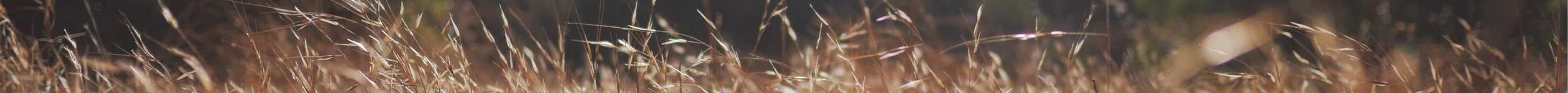 Dog Dance Derby 2026