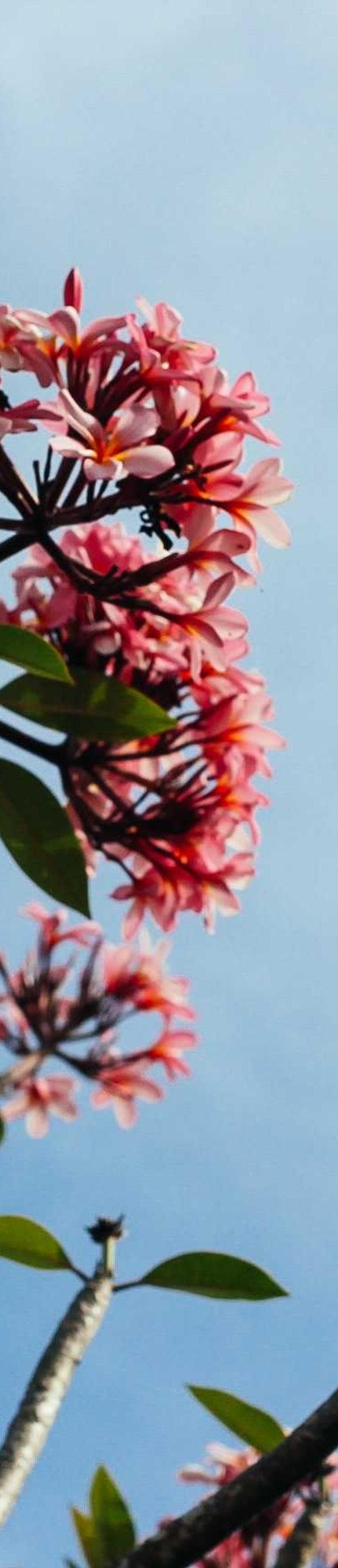 Summer Spectacular 2026